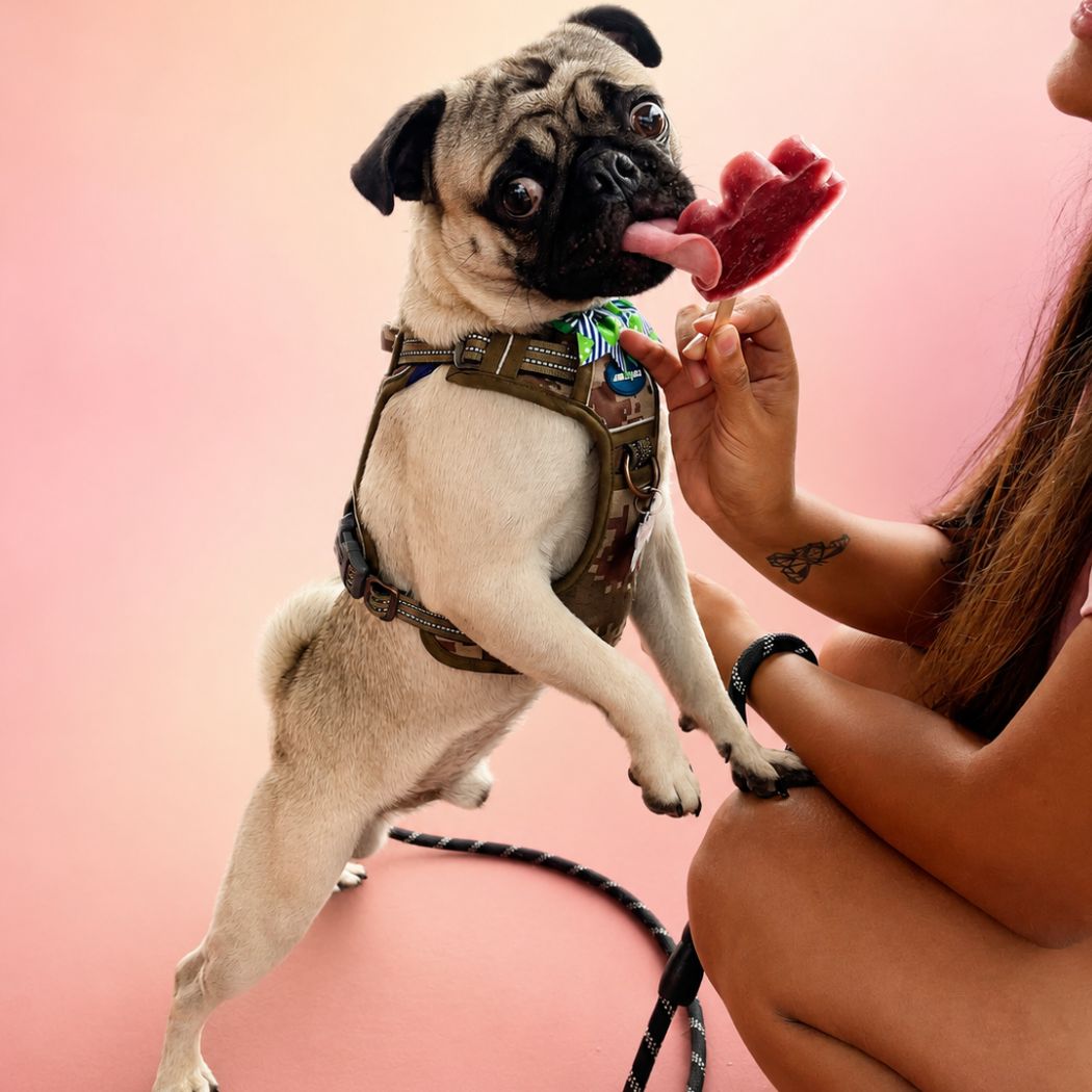 Un perrito Pug comiendo un paleta artesanal de Bravoletas